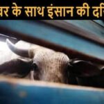 गंगाशहर: गाय के साथ युवक ने किया कुकर्म,किया डिटेन