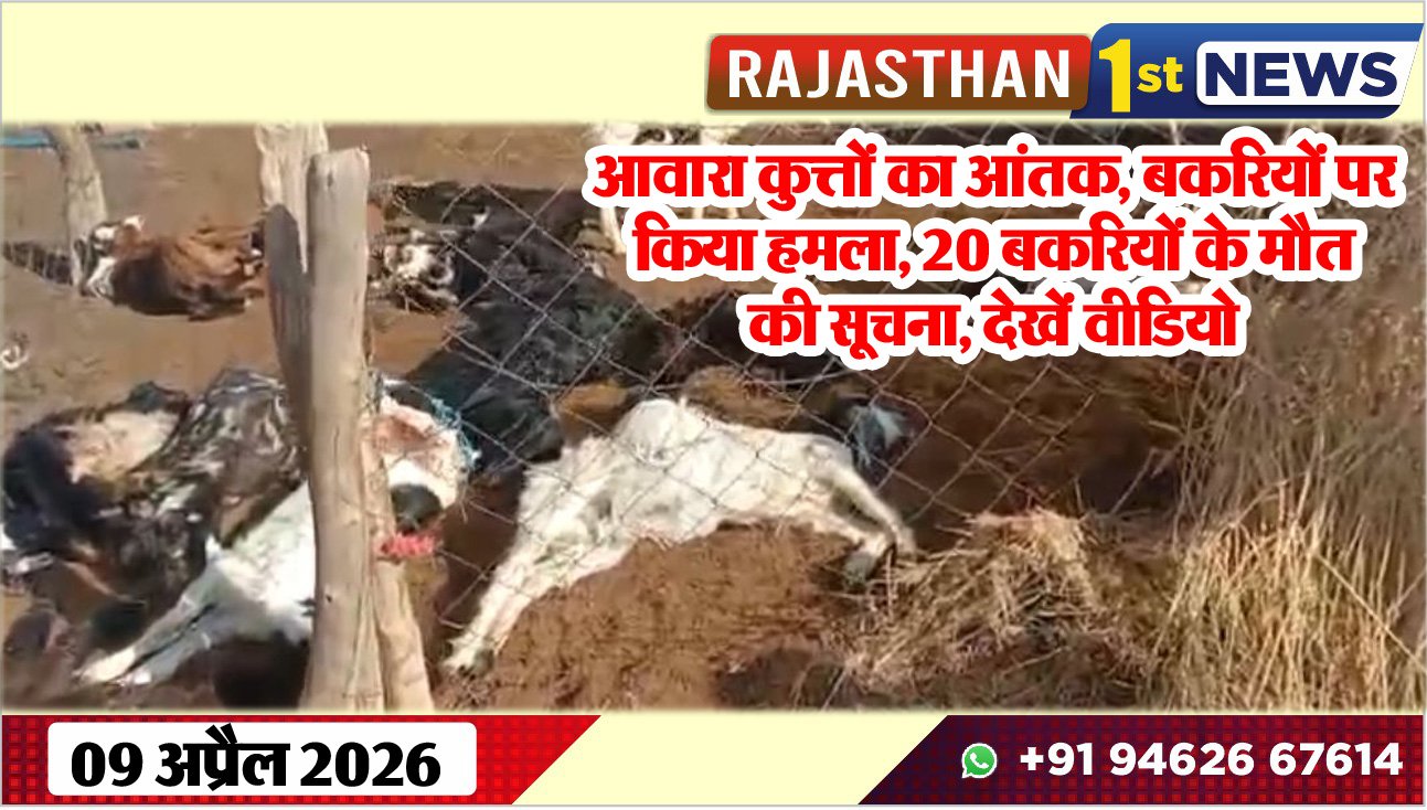 आवारा कुत्तों का आंतक: बकरियों पर किया हमला, 20 बकरियों के मौत की सूचना, देखें वीडियो