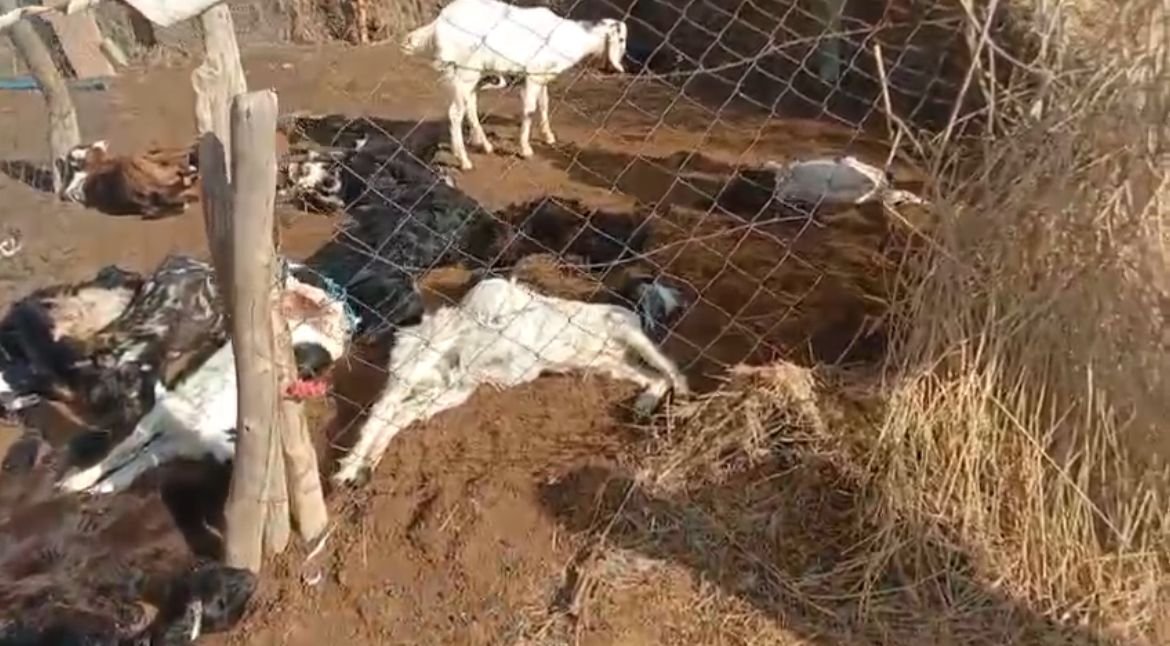 आवारा कुत्तों का आंतक, बकरियों पर किया हमला, 20 बकरियों के मौत की सूचना, देखें वीडियो